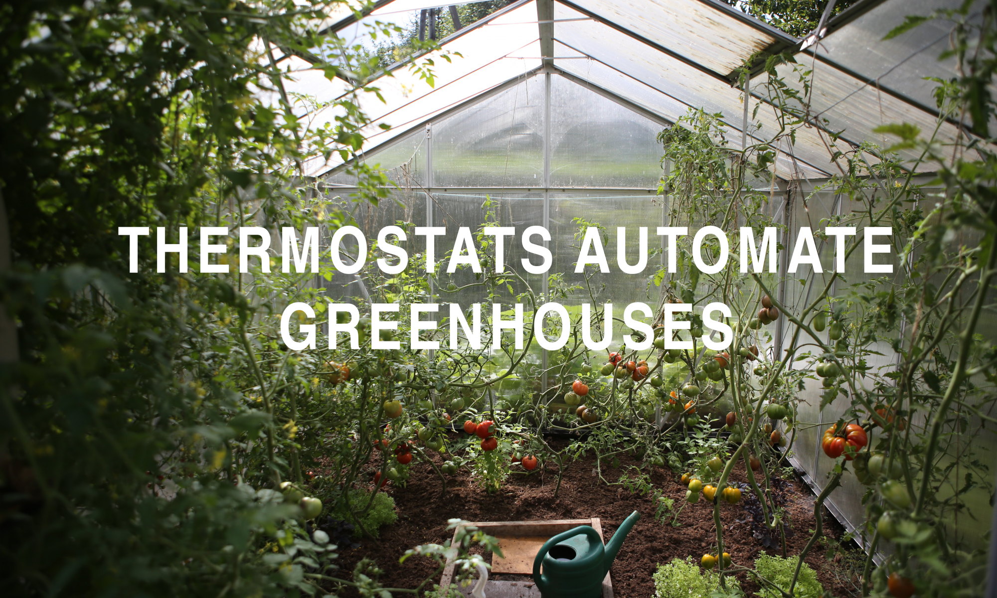 Thermostat Automates Greenhouse